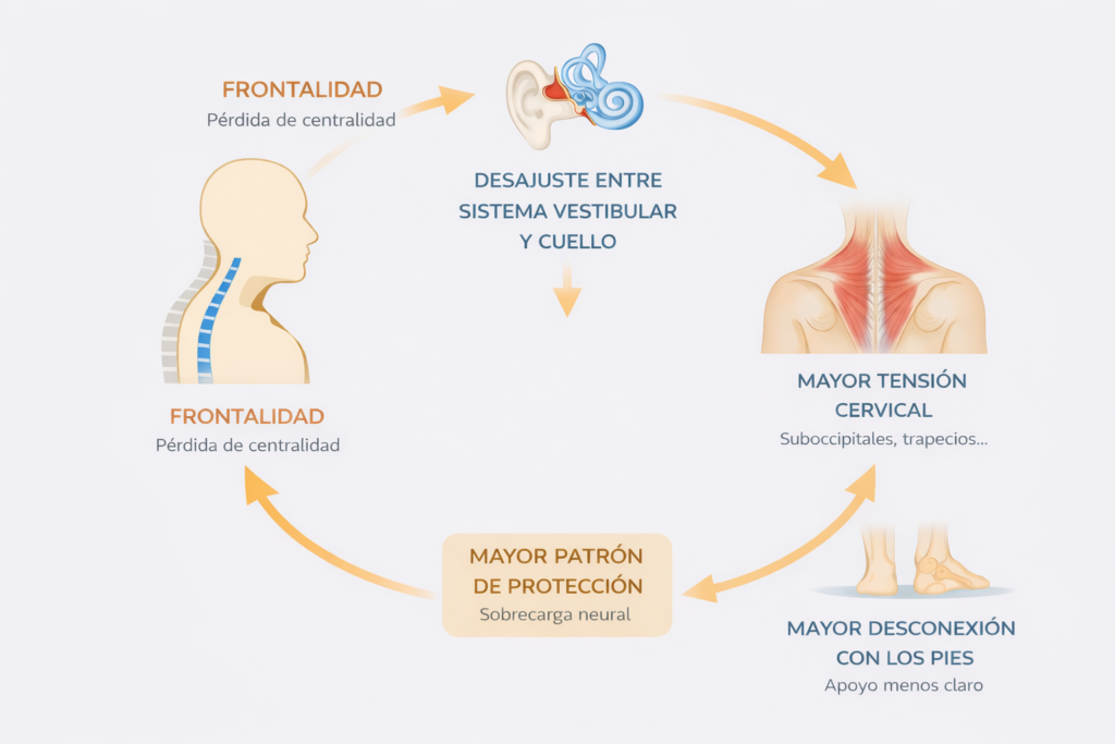 Infograma sobre la relación entre frontalidad, sistema vestibular, tensión cervical y desconexión con los pies en casos de vértigos y migrañas en Alicante