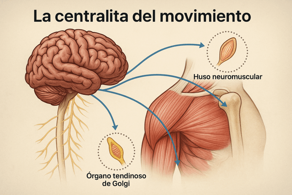 Diagrama explicativo de la centralita del movimiento mostrando la relación entre cerebro, sistema nervioso, músculos, huso neuromuscular y órgano tendinoso de Golgi.